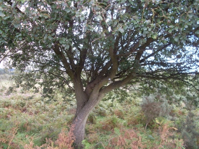 The New Forest SNIDE tree