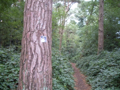 Using the trees again