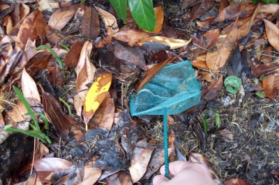 Sifting through the leaves