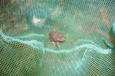 Toad in a net