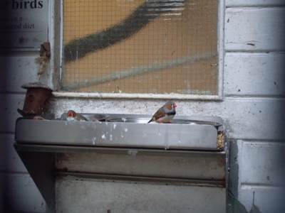 Finches Finches