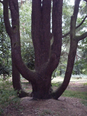 Tree Tree