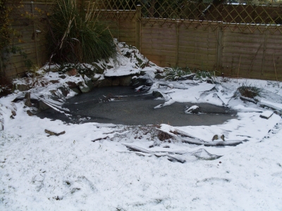 Frozen pond