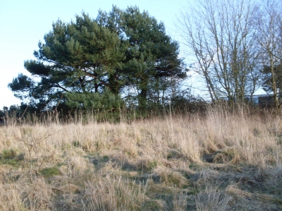 Straying from the path