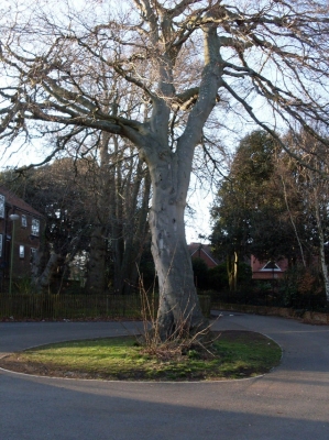Tree roundabout