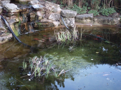 Pond in Knyveton Gardens