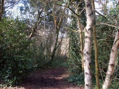 Navigating the woodland