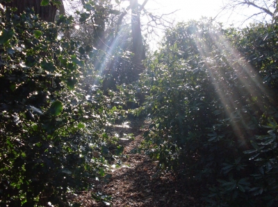 Path through the trees