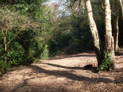 More woodland