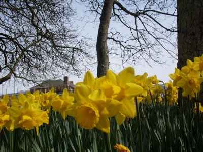 Daffodils