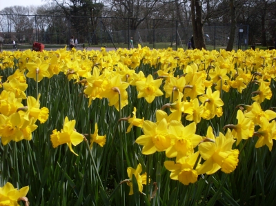 Daffodils
