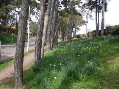 Kings Park Central Drive