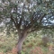 The New Forest SNIDE tree
