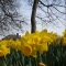 Daffodils