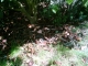 Pitfall Trap