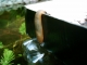 Suicidal Slug