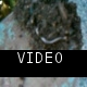 Millipede 1