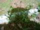 Weed