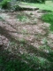 Overgrown Hole