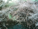 Depth of plant matter