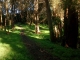Approaching a clearing