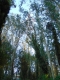 I see it through the trees