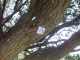 SNIDE grows on trees
