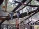 Birds Birds