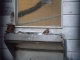 Finches Finches