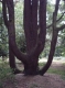 Tree Tree