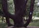 Tree with notice Tree with notice