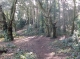 Woodland