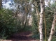 Navigating the woodland
