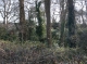 Woodland