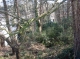 More trees