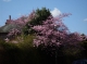 Colour