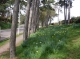 Kings Park Central Drive