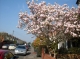 A nice tree