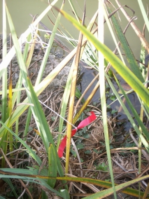 This actually was better hidden than it looks!