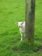 lakedistrictlamb07.jpg