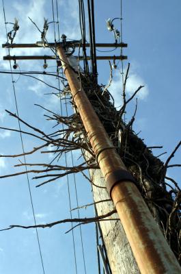 pole.jpg