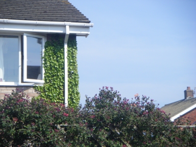 This is the most vibrant green thing I can find, everything else seems to be concrete...