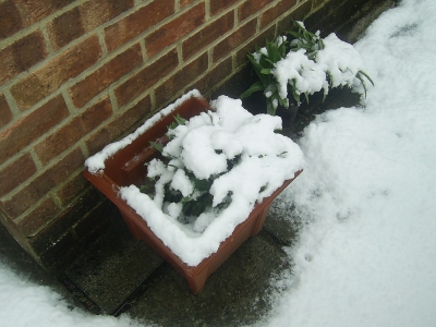 Poor, confused plants