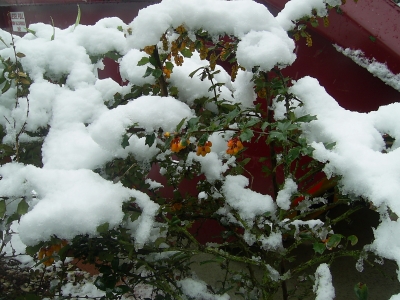 Into the front garden...