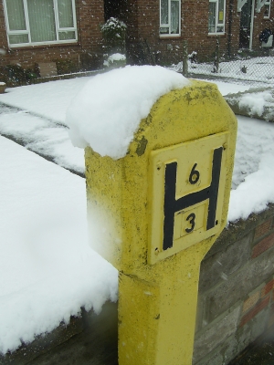 The weird yellow thing