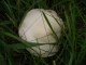 We found mushrooms.