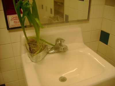 plant 3
