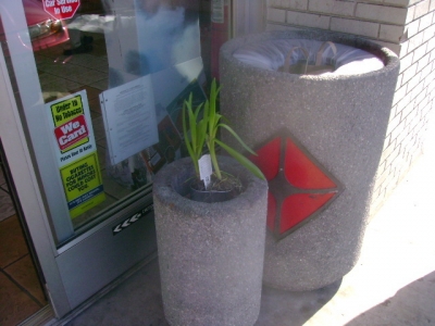 plant 4