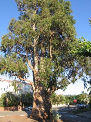The Tree