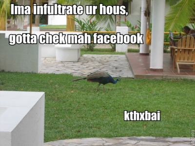 facebook peacock